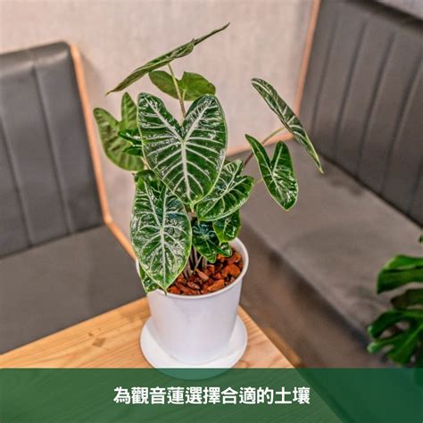 觀音蓮 品種|觀音蓮的品種：從美麗到珍稀的魅力之旅 – 植物盆栽綠寶典